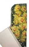  Ankara Esertepe Mahallesi cicek Kutu i�erisine dal cymbidium orkide