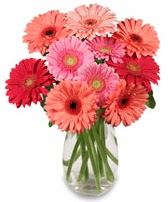 vazo i�erisinde 13 adet gerbera �i�e�i  Ankara Ufuktepe Mahallesi yurti�i �i�ek sipari�i 