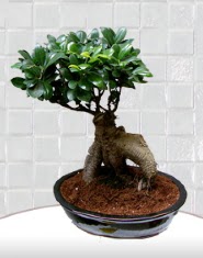 saks� �i�e�i japon a�ac� bonsai  Ankara �ncirli �i�ek sat��� 
