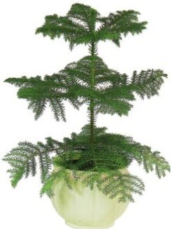 Araucaria Heterophylla i� mekan saks�  Ankara 23 Nisan Mahallesi �i�ek�i ma�azas� 