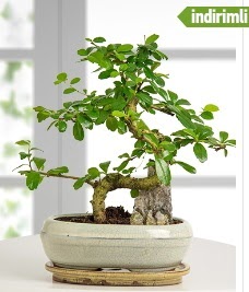 S �eklinde ithal ger�ek bonsai japon a�ac�  Ankara Kanuni Mahallesi g�venli h�zl� �i�ek 