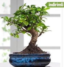 Bonsai japon a�ac�  Ankara P�narba�� Mahallesi sevgilime hediye �i�ek 