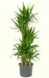 7 li yucca saks� bitkisi  Ankara Bas�nevleri Mahallesi �i�ek sipari�i 