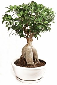 Bonsai japon a�ac� yaprak d�kmeyen  Ankara Emrah Mahallesi �i�ek g�nderme 