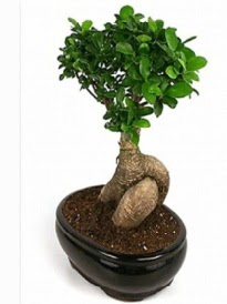 Bonsai saks� bitkisi japon a�ac�  Ankara Ufuktepe Mahallesi yurti�i �i�ek sipari�i 