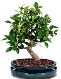 5 ya��nda japon a�ac� bonsai bitkisi  Ankara Kalaba �i�ek�i 