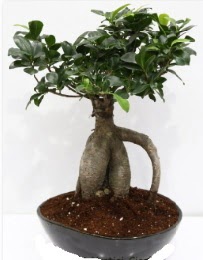 5 ya��nda japon a�ac� bonsai bitkisi  Ankara Kanuni Mahallesi g�venli h�zl� �i�ek 