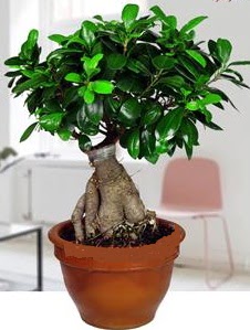 5 ya��nda japon a�ac� bonsai bitkisi  Ankara Aktepe �nternetten �i�ek sipari�i 