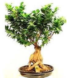 Bonsai Japon a�ac� saks� bitkisi  Ankara Ufuktepe Mahallesi yurti�i �i�ek sipari�i 