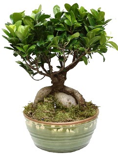 Japon a�ac� bonsai saks� bitkisi  Ankara A�a��e�lence Mahallesi cicekciler 