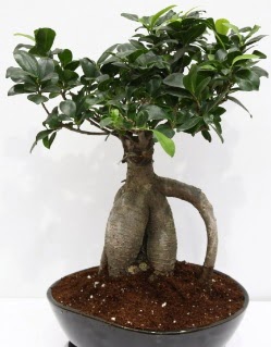 Japon a�ac� bonsai saks� bitkisi  Ankara Emrah Mahallesi �i�ek g�nderme 