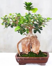 Japon a�ac� bonsai saks� bitkisi  Ankara �efkat Mahallesi �i�ek online 