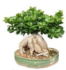 Japon a�ac� bonsai saks� bitkisi  Ankara Esertepe Mahallesi cicek