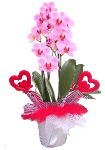 2 dall� mor orkide 2 kalp �ubuk  Ankara Atapark Mahallesi anneler g�n� �i�ek yolla 