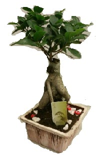 Japon a�ac� bonsai seramik saks�  Ankara 23 Nisan Mahallesi �i�ek�i ma�azas� 