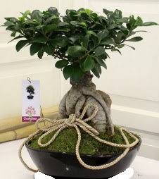 Japon a�ac� bonsai sat���  Ankara Bas�nevleri Mahallesi �i�ek sipari�i 