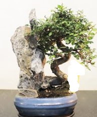 Japon a�ac� bonsai saks� bitkisi sat���  Ankara Kanuni Mahallesi g�venli h�zl� �i�ek 