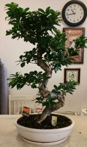 100 cm y�ksekli�inde dev bonsai japon a�ac�  Ankara A�a��e�lence Mahallesi cicekciler 