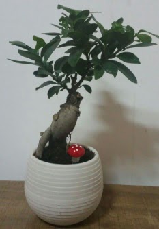 Bonsai japon a�ac� saks� �i�e�i  Ankara Sanatoryum �i�ek ma�azas� 