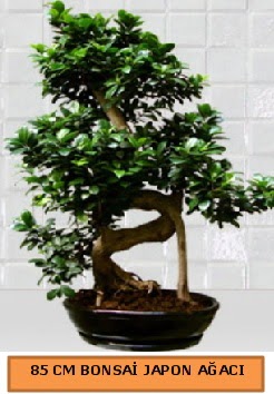 85 CM Japon a�ac� Bonsai saks� bitkisi  Ankara �efkat Mahallesi �i�ek online 