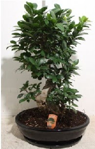 75 CM Ginseng bonsai Japon a�ac�  Ankara Atapark Mahallesi anneler g�n� �i�ek yolla 