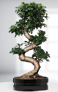 90 CM Japon A�ac� Bonsai saks� �i�e�i  Ankara Ba�lum �i�ek sipari�i sitesi 