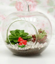 K���k elma terrarium 3 kakt�s  Ankara Aktepe �nternetten �i�ek sipari�i 