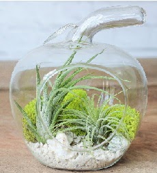 Elma terrarium k���k boy 2 kakt�s  Ankara Ovac�k Mahallesi �i�ek sipari�i vermek 
