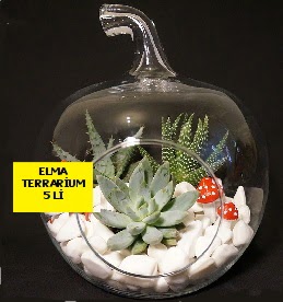 5 kakt�sl� Elma terrarium orta boy  Ankara Aktepe �nternetten �i�ek sipari�i 