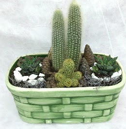 Seramik i�erisinde 5 kakt�sl� terrarium  Ankara Sanatoryum �i�ek ma�azas� 