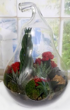 5 adet kakt�s orta boy armut terrarium  Ankara Ufuktepe Mahallesi yurti�i �i�ek sipari�i 