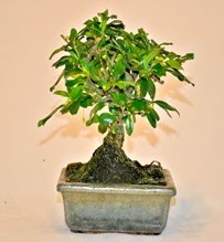Zelco bonsai saks� bitkisi  Ankara Bas�nevleri Mahallesi �i�ek sipari�i 