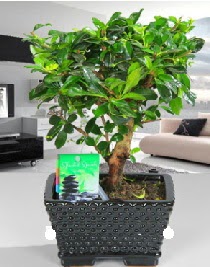 Bonsai japon a�ac� saks� bitkisi  Ankara P�narba�� Mahallesi sevgilime hediye �i�ek 
