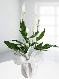 Spathiphyllum �i�e�i Bar�� �i�e�i  Ankara Kalaba �i�ek�i  