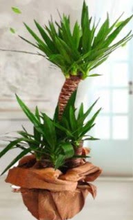 2 li yucca saks� �i�ek bitkisi  Ankara Ufuktepe Mahallesi yurti�i �i�ek sipari�i 