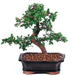 �thal bonsai japon a�ac�  Ankara Ufuktepe Mahallesi yurti�i �i�ek sipari�i 