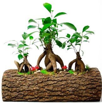 Do�al k�t�k i�inde 3 Bonsai Japon a�ac�  Ankara Kanuni Mahallesi g�venli h�zl� �i�ek 