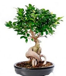 Bonsai japon a�ac� seramik i�inde  Ankara G��l�kaya Mahallesi kaliteli ucuz �i�ekler 