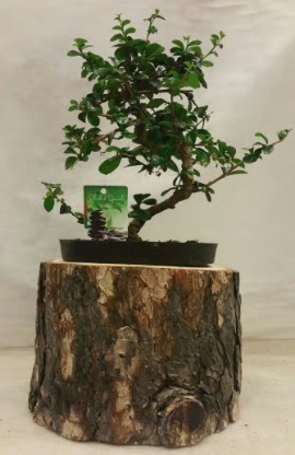 Do�al k�t�k i�inde bonsai japon a�ac�  Ankara A�a��e�lence Mahallesi cicekciler 