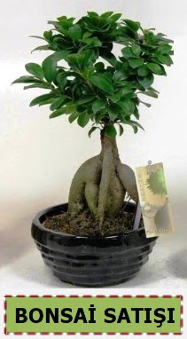 Bonsai japon a�ac� ginseng bonsai  Ankara 23 Nisan Mahallesi �i�ek�i ma�azas� 