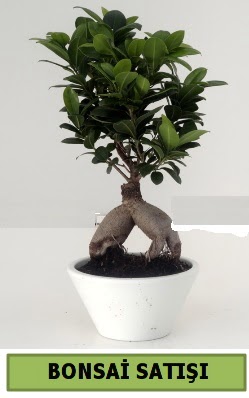 Bonsai japon a�ac� sat���  Ankara Bas�nevleri Mahallesi �i�ek sipari�i 
