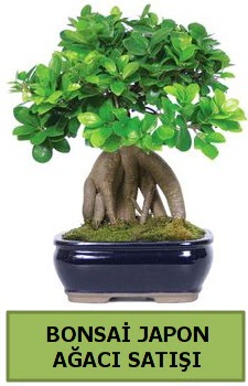Bonsai japon a�ac� sat���  Ankara P�narba�� Mahallesi sevgilime hediye �i�ek 