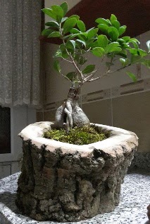 Ah�ap k�t�k i�erisinde ginseng bonsai  Ankara Ovac�k Mahallesi �i�ek sipari�i vermek 