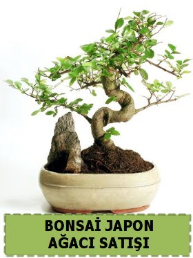 Bonsai japon  a�ac� sat��� Minyat�r �thal  Ankara Ovac�k Mahallesi �i�ek sipari�i vermek 