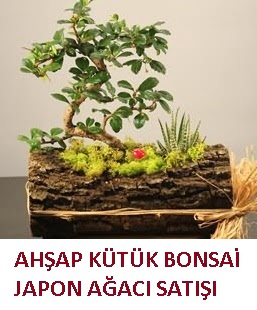Ah�ap k�t�k i�erisinde bonsai ve 3 kakt�s  Ankara Hisar Mahallesi online �i�ek�i 