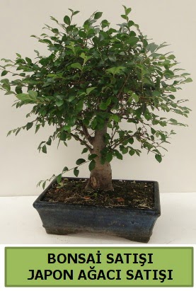 Minyat�r bonsai japon a�ac� sat���  Ankara Sanatoryum �i�ek ma�azas� 