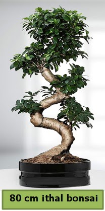 80 cm �zel saks�da bonsai bitkisi  Ankara �i�ekli Mahallesi Oran 14 �ubat sevgililer g�n�