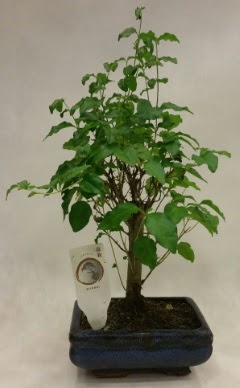 Minyat�r bonsai japon a�ac� sat���  Ankara �i�ekli Mahallesi Oran 14 �ubat sevgililer g�n�