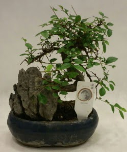 �thal 1.ci kalite bonsai japon a�ac�  Ankara P�narba�� Mahallesi sevgilime hediye �i�ek 