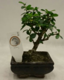 K���k minyat�r bonsai japon a�ac�  Ankara Esertepe Mahallesi cicek
